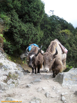 Гималаи Непал - фото 10083