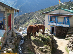Гималаи Непал - фото 10089