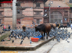 Непал, Катманду - фото 10177