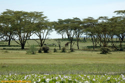 Кения - фото 10521