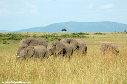 Животный мир Африки /Кения/ - фото 10733
