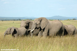 Животный мир Африки /Кения/ - фото 10734