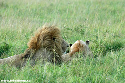 Животный мир Африки /Кения/ - фото 10737