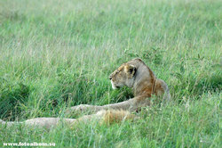 Животный мир Африки /Кения/ - фото 10738