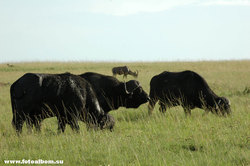 Животный мир Африки /Кения/ - фото 10743
