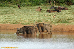 Животный мир Африки /Кения/ - фото 10744