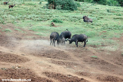 Животный мир Африки /Кения/ - фото 10745