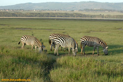Животный мир Африки /Кения/ - фото 10748