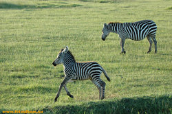 Животный мир Африки /Кения/ - фото 10749