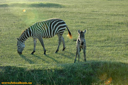 Животный мир Африки /Кения/ - фото 10750