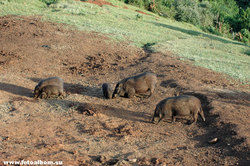 Животный мир Африки /Кения/ - фото 10783