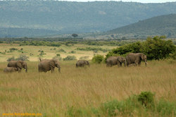 Африканские слоны в саванне /Кения/ - фото 10835