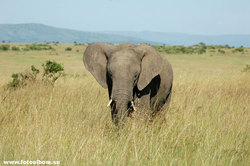 Африканские слоны в саванне /Кения/ - фото 10836