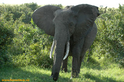 Африканские слоны в саванне /Кения/ - фото 10837