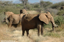 Африканские слоны в саванне /Кения/ - фото 10838