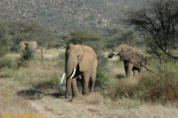 Африканские слоны в саванне /Кения/ - фото 10839