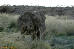 Африканские слоны в саванне /Кения/ - фото 10840