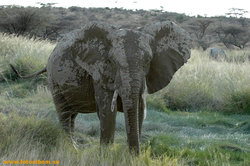 Африканские слоны в саванне /Кения/ - фото 10841