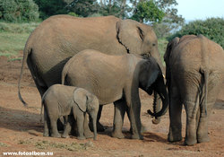Африканские слоны в саванне /Кения/ - фото 10842