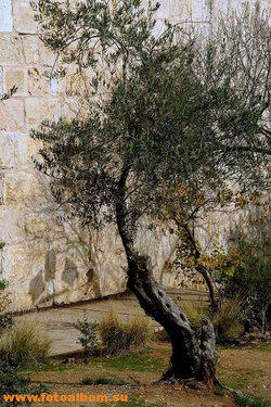Иерусалим, печален образ твой - фото 7746