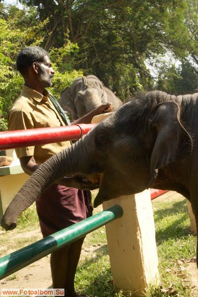 Индийские слоны (Коданатх, штат Керала) - фото 11225