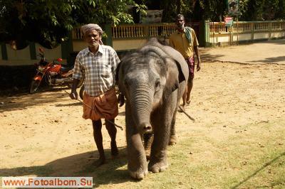 Индийские слоны (Коданатх, штат Керала) - фото 11226