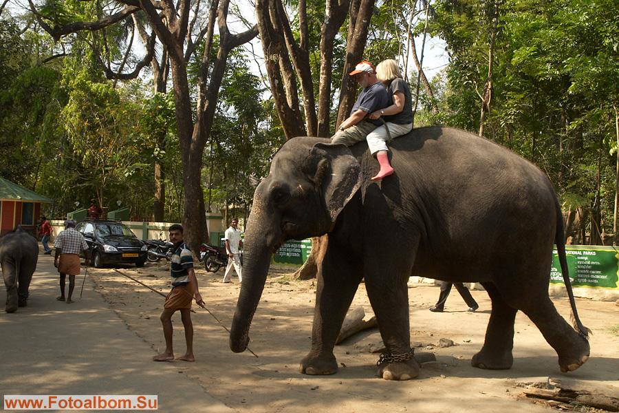 за небольшую плату (200 рупий) можно даже покататься на слоне