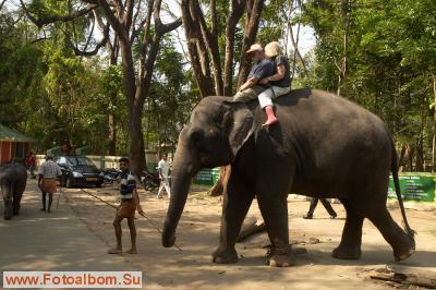 Индийские слоны (Коданатх, штат Керала) - фото 11227