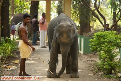 Индийские слоны (Коданатх, штат Керала) - фото 11228