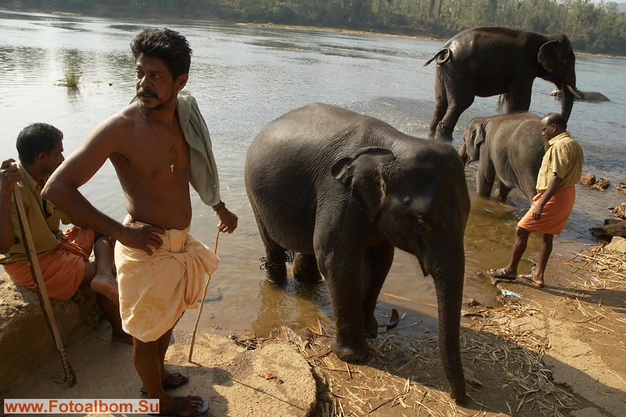 слонов привели к реке