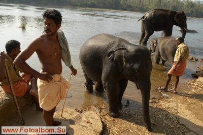 Индийские слоны (Коданатх, штат Керала) - фото 11229