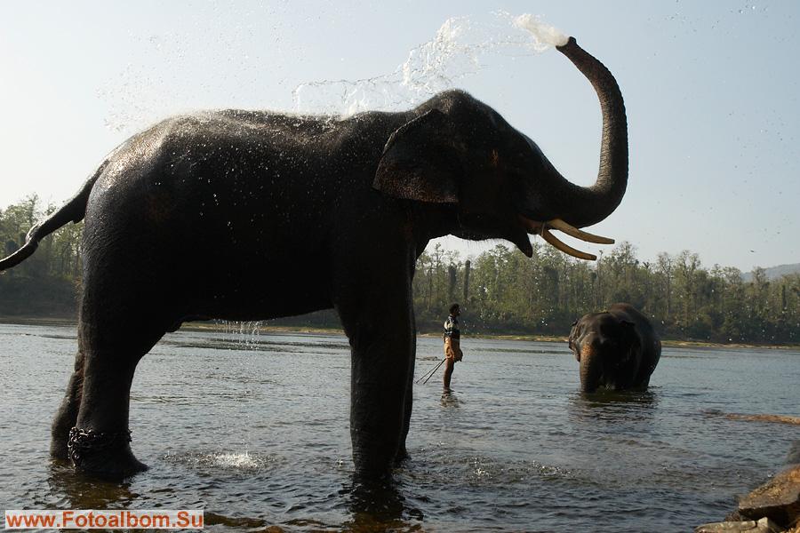 большие слоны начинают купаться сами