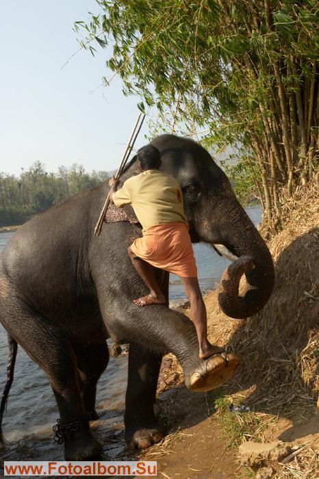 Забраться на слона не просто, поэтому их обучают и тому, как помочь человеку