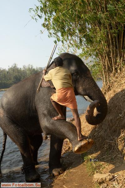 Индийские слоны (Коданатх, штат Керала) - фото 11231