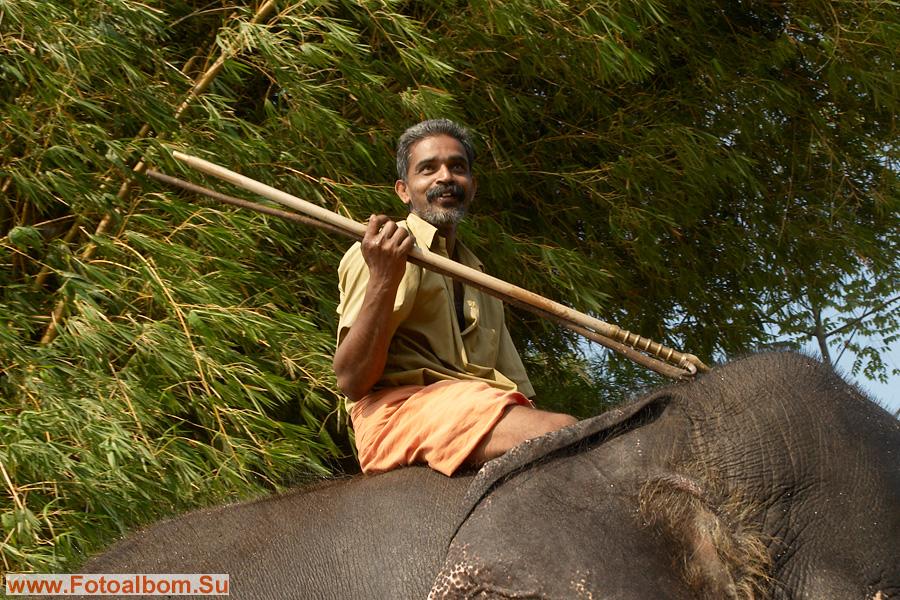 Акаш Нарайан с детства занимается обучением слонов и уже не может жить без них. 
