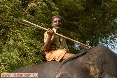 Индийские слоны (Коданатх, штат Керала) - фото 11232