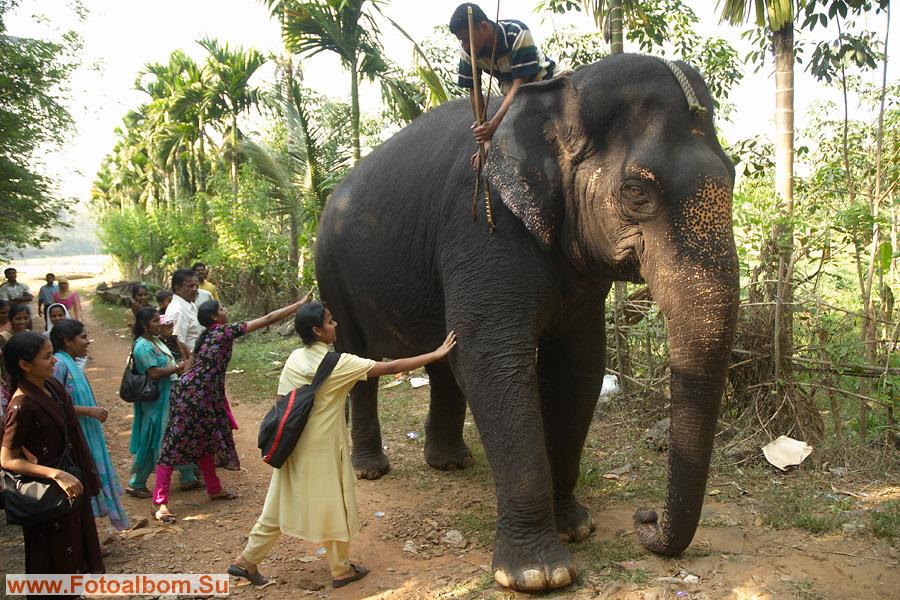 по народному поверью, прикоснувшись к храмовому слону, вы получаете