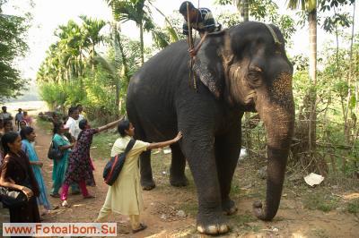 Индийские слоны (Коданатх, штат Керала) - фото 11233