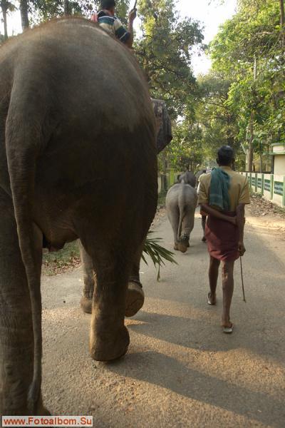 Индийские слоны (Коданатх, штат Керала) - фото 11234