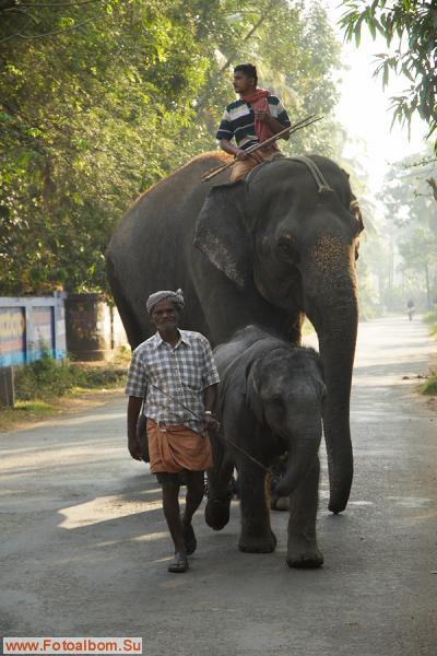 Индийские слоны (Коданатх, штат Керала) - фото 11235