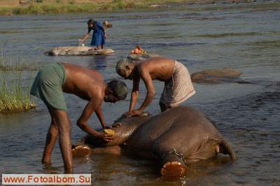 Индийские слоны (Коданатх, штат Керала) - фото 11239