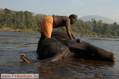 Индийские слоны (Коданатх, штат Керала) - фото 11240