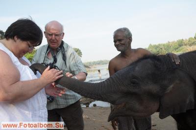 Индийские слоны (Коданатх, штат Керала) - фото 11241