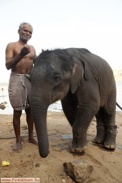 Индийские слоны (Коданатх, штат Керала) - фото 11242