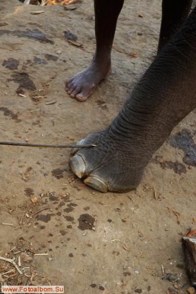 Индийские слоны (Коданатх, штат Керала) - фото 11243