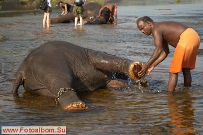 Индийские слоны (Коданатх, штат Керала) - фото 11244