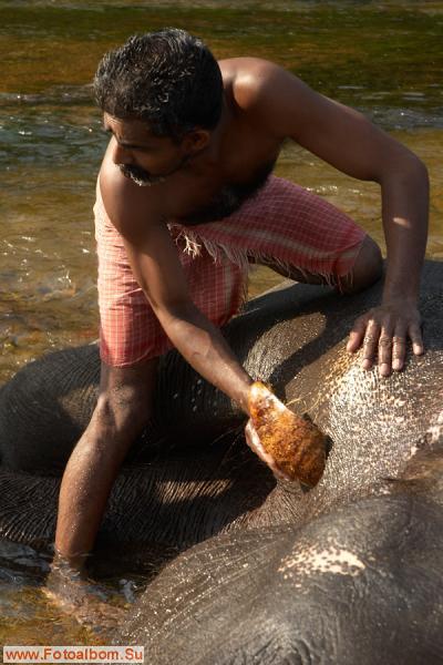 Индийские слоны (Коданатх, штат Керала) - фото 11246