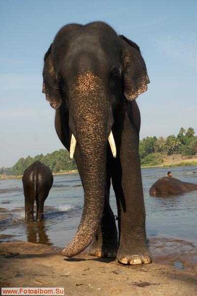 Индийские слоны (Коданатх, штат Керала) - фото 11247