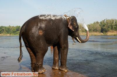Индийские слоны (Коданатх, штат Керала) - фото 11248