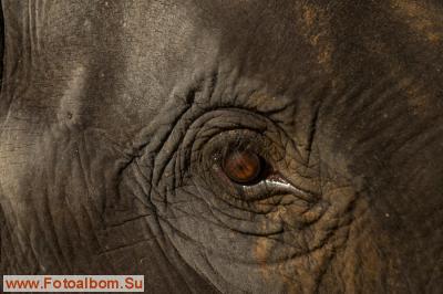 Индийские слоны (Коданатх, штат Керала) - фото 11249